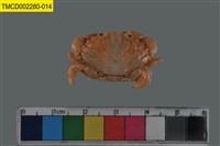 藏品(肉球皺蟹)的圖片